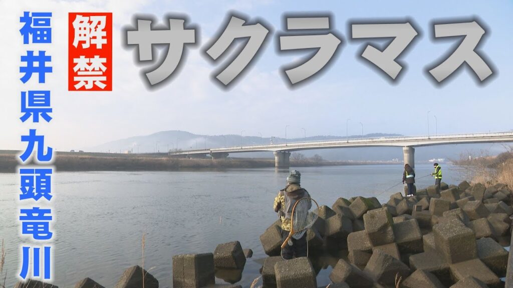 九頭竜川のサクラマス釣りが２月１日から解禁　幻の魚を求め初日から１００人近い釣り人が訪れた
