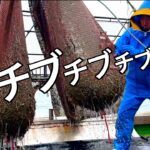 網がちぎれるほど【アレ】を獲ってしまいました。