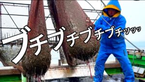 網がちぎれるほど【アレ】を獲ってしまいました。