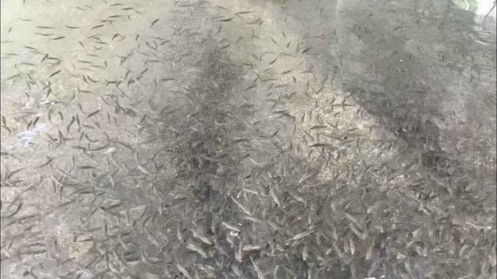 【完全予約制・貸切】デカいニジマスばかりの管理釣り場が三重県の山奥にあった