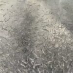 【完全予約制・貸切】デカいニジマスばかりの管理釣り場が三重県の山奥にあった