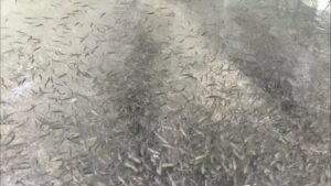 【完全予約制・貸切】デカいニジマスばかりの管理釣り場が三重県の山奥にあった