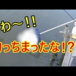 沼で釣りしてたら異常な引き！釣っちまったな！？【埼玉県】