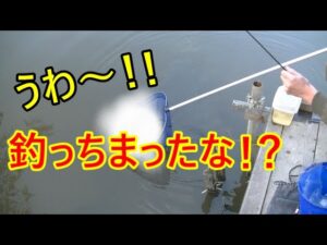 沼で釣りしてたら異常な引き!釣っちまったな!?【埼玉県】