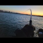 寒いけど浜名湖でちょっと釣りをしてみたくなる動画【浜名湖釣り】🎣