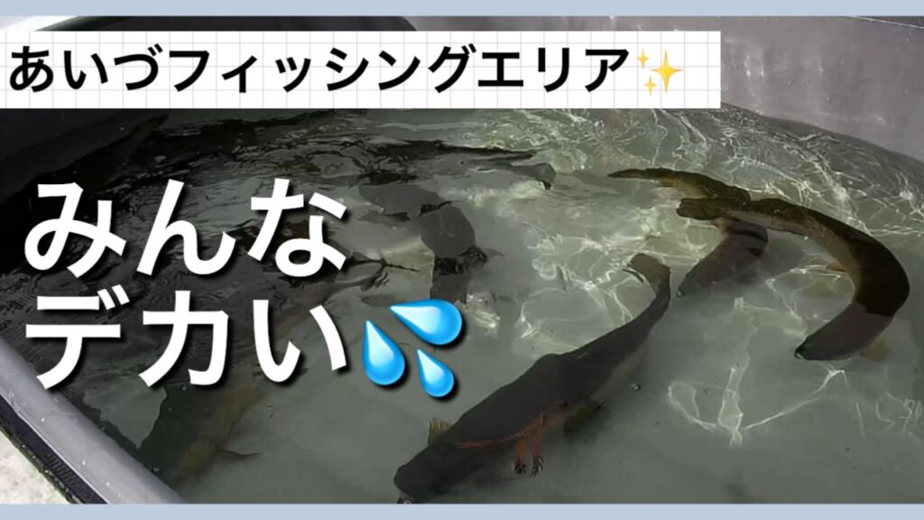 あいづフィッシングエリア✨みんなデカいとんでもないエリア💦【エリアトラウト】【管理釣り場】