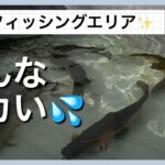 あいづフィッシングエリア✨みんなデカいとんでもないエリア💦【エリアトラウト】【管理釣り場】