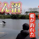 びん沼!へらぶな釣りなのに鵜が釣れてたw