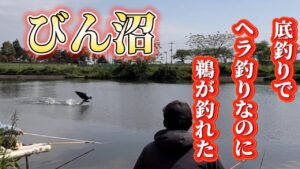 びん沼!へらぶな釣りなのに鵜が釣れてたw