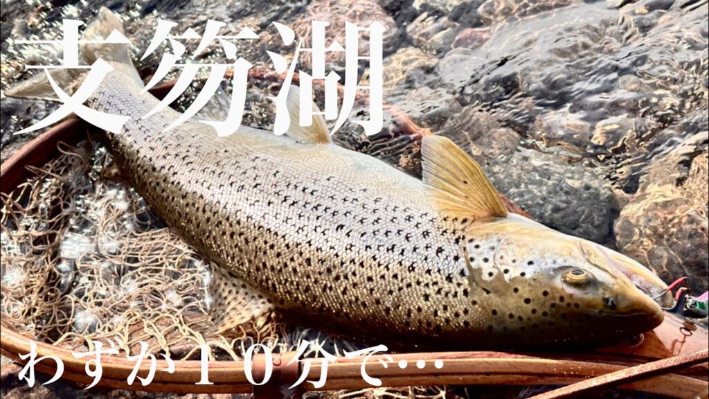 【支笏湖】わずか10分での出来事である【ブラウントラウト】