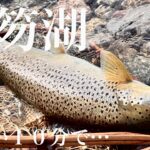 【支笏湖】わずか10分での出来事である【ブラウントラウト】