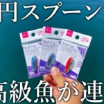 投げて巻くだけで高級魚が連発！ダイソー100円スプーンを海で使うと想定外の爆釣でした