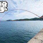 【神回】釣りよか10年の歴史で堤防から最大の魚が釣れた！【離島生活#34】