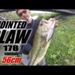 群馬県 バス釣り 多々良沼 城沼 近藤沼 水系でジョイクロ178で56cm！