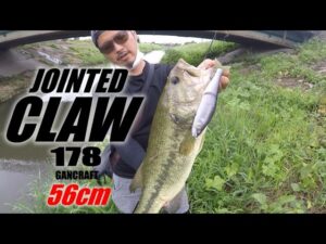 群馬県 バス釣り 多々良沼 城沼 近藤沼 水系でジョイクロ178で56cm！