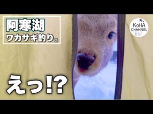 【北海道 釣り】2年目!釧路阿寒湖でのワカサギ釣りを楽しんでいたらまさかのお客様が…