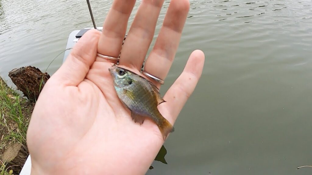 別所沼公園で小物釣り。2種類の新種をゲット。ひとつは駆除されたはずのあいつ！？/ Micro fishing