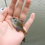 別所沼公園で小物釣り。2種類の新種をゲット。ひとつは駆除されたはずのあいつ！？/ Micro fishing