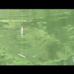 2018 9 5 別所沼釣り