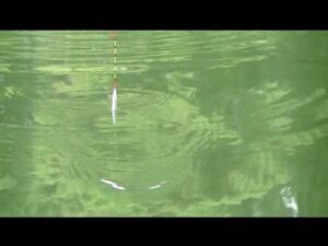 2018 9 5 別所沼釣り