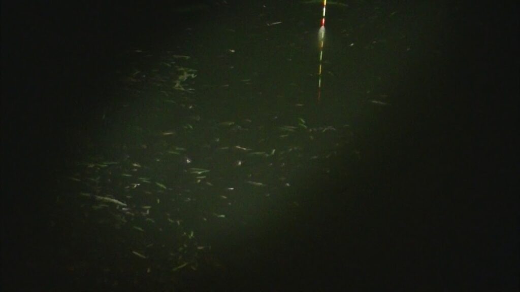 別所沼釣り映像2018.22.21