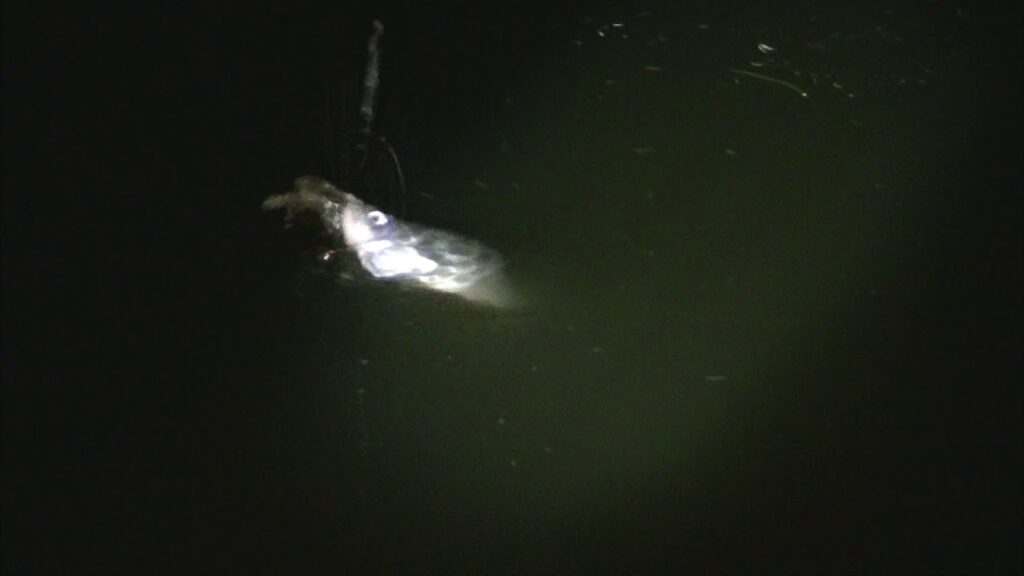 別所沼釣り映像2018.8.18.20.10