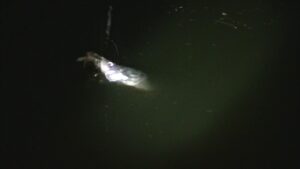 別所沼釣り映像2018.8.18.20.10