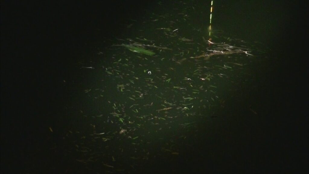 別所沼釣り映像2018.8.18.20.44