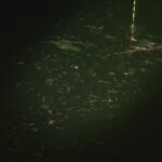 別所沼釣り映像2018.8.18.20.44