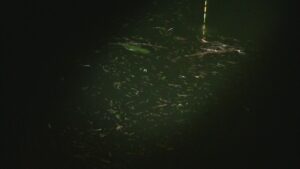 別所沼釣り映像2018.8.18.20.44