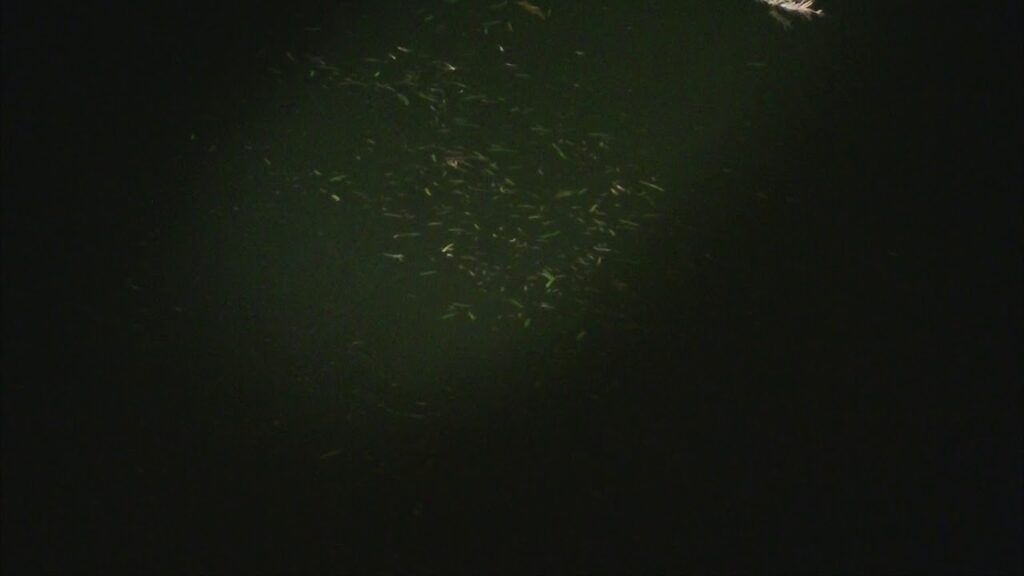 別所沼釣り映像2018.8.18.21.36