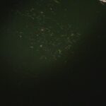 別所沼釣り映像2018.8.18.21.36