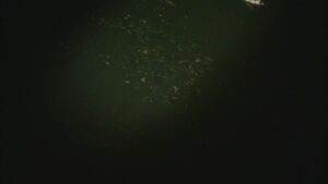 別所沼釣り映像2018.8.18.21.36