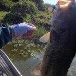 【バス釣り】印旛沼の今がすごい！2023春