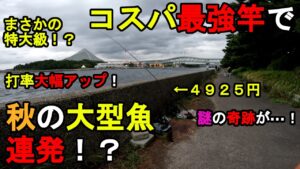 【神奈川県某所】コスパ最強竿で秋の大型魚連発!?海釣りハイシーズン序盤の時期に、関東地方の東京湾側に面した地域にある釣り場で、新しい釣り竿のテスト釣行をしてみたら…!【2024年9月下旬】