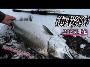 2025開幕🌸 日本海サクラマス1本目！ 【北海道 釣り】