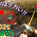 【2025渓流解禁】えっ…解禁初日からデカ大イワナ釣れたんだが…