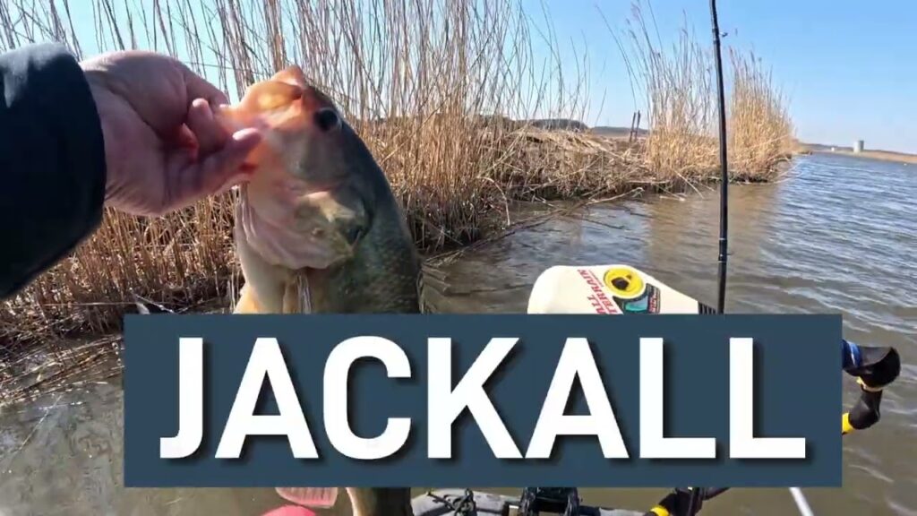 2025.2月【印旛沼水系バス釣り】初釣り　JACKALLのラスターブレード投げたら最高でした