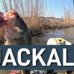 2025.2月【印旛沼水系バス釣り】初釣り　JACKALLのラスターブレード投げたら最高でした