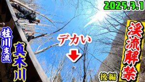 2025.3.1"真木川"渓流解禁後編【魚群発見】桂川支流でヤマメ＆イワナが入れ掛かり