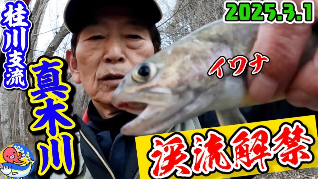 2025.3.1"真木川"渓流解禁【入れ食い前編】桂川支流でヤマメ＆イワナがヤバい