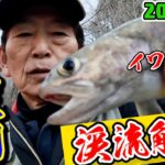 2025.3.1"真木川"渓流解禁【入れ食い前編】桂川支流でヤマメ＆イワナがヤバい