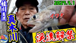 2025.3.1"真木川"渓流解禁【入れ食い前編】桂川支流でヤマメ&イワナがヤバい