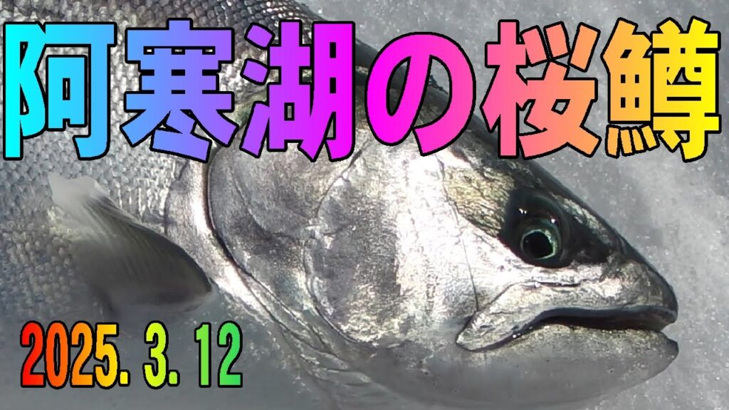 2025.3.12　阿寒湖の氷上サクラマス釣り　活性の低いサクラマス攻略方法を考察　ワカサギ釣りメジャーエリア：糠平湖・金山湖・網走湖・朱鞠内湖