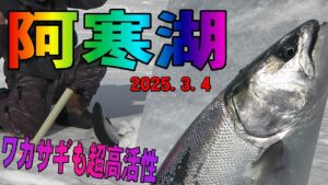 2025.3.4 【阿寒湖 今季最大のサクラマス出現】 氷上サクラマス釣り ワカサギ釣りメジャーエリア:糠平湖・金山湖・網走湖・朱鞠内湖