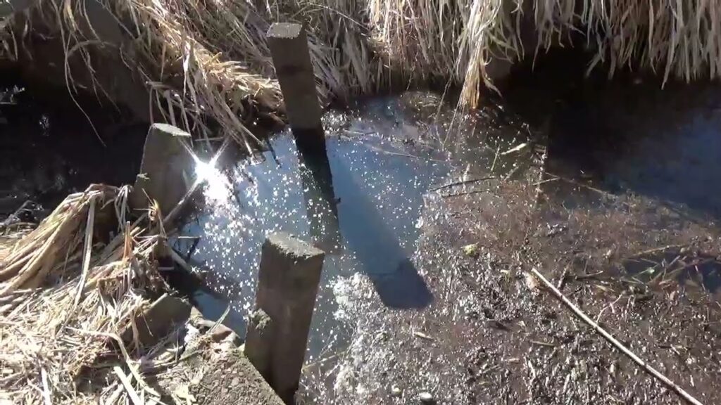 【タナゴ釣り 小物釣り】下手賀沼周辺のホソの排水口前で小物釣り 2025年1月下旬