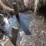 【タナゴ釣り 小物釣り】下手賀沼周辺のホソの排水口前で小物釣り 2025年1月下旬