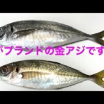 2025年2月　本牧海釣り施設　月間トータルで釣れてる魚TOP10