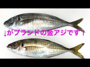 2025年2月　本牧海釣り施設　月間トータルで釣れてる魚TOP10