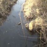 【小物釣り】下手賀沼の周辺にあるホソで小物釣り 2025年3月上旬